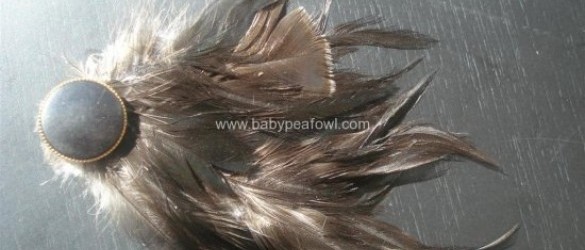 Baby Peafowl- Uruguay