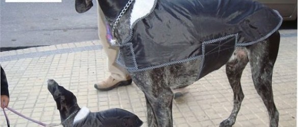 Buenos Aires Perro Cane Dog Chien