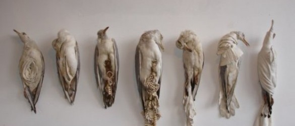 Jane Howarth- Taxidermia